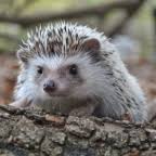 Barn Nature Center’s Animal Ambassadors