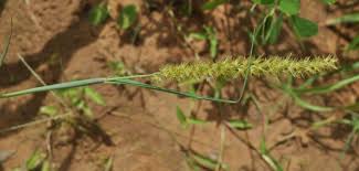 Image result for Cenchrus biflorus