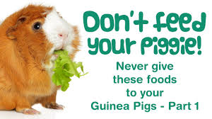 Do not feed the pips, stones, plants etc of fruits unless otherwise stated, as most of the time they are poisonous! What Can Guinea Pigs Not Eat What Food Plants Are Poisonous