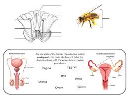 Animal and plant cells ks3 lesson. Plant Reproduction Teaching Resources The Science Teacher