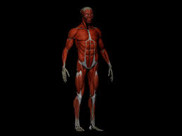Atlas of human anatomy, 21st german edi. Male Ecorche Human Anatomy Bones And Muscles 3d Model 13 Obj Ztl Free3d