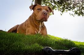 The entire american pitbull terrier (including the red nose), were originally bred as fighting dogs in blood sports and dog fights. Red Nose Pitbull What To Know Before Buying All Things Dogs All Things Dogs