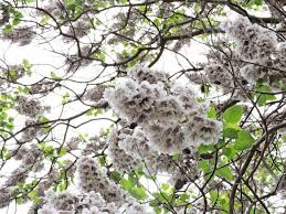 Paulownia nu este doar un alt arbore exotic. 500 Seminte Paulownia Elongata 500 Seminte Paulownia Tomentosa 50 Seminte Lavanda Angustifolia 20 Seminte Goji Berry 10 Seminte Mimosa Pudica Si Instructiuni De Germinare Pachetul Include Substanta De Germinare Si Asistenta Gratuita