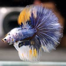 Pin By Darsonoaswan On Beautiful Betta Fish Betta Fish Betta Fish