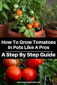 How To Grow Tomatoes In Pots Like A Pros A Step By Step Guide Tomato Container Gardening Container Gardening Vegetables Growing Tomatoes In Containers