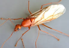 When ant and termite swarmers mate, they lose their wings. Ants Of Kentucky University Of Kentucky Entomology