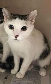 Adopt June On Petfinder Adoption Tabby Cat Tabby