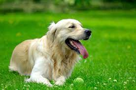 Bahçede köpek beslerken dikkat edilmesi gereken en önemli unsur köpeğin arka bahçe yerine ön bahçeye konulmasıdır. Kopege Bahcede Nasil Bakilir Petlebi