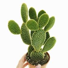 Image result for Opuntia