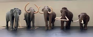 Ancient Elephants From Left To Right Stegotetrabelodon Southern Mammoth Steppe Mammoth Wooly Mammoth American Mastodo Animals Beautiful Animals Megafauna