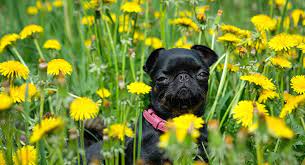 Are Dandelions Poisonous To Dogs Petblog Org