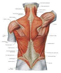 Muscle Diagram Back Muscle Anatomy Human Muscular System Human Anatomy
