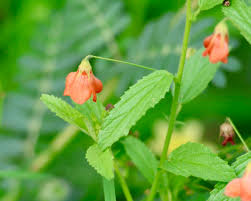 Image result for Hermannia kirkii