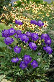 Image result for Scabiosa columbaria