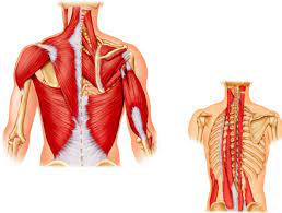 High back muscles diagram : Ch 8 Muscles Upper Back Actions Diagram Quizlet