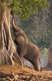 Carole Deschuymere Wildlife Photographer Carole Wildlife Com Mana Pools 2016 Mana Poo Elephant Photography Elephants Photos Wild Animals Photography