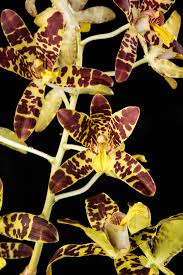 Image result for Ansellia