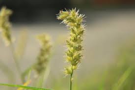 Image result for Cenchrus incertus