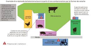 Le botulisme est une maladie dangereuse causée par une infection avec les botulinums de clostridium de bactéries. Botulisme Des Contaminations Croisees Avec Les Fumiers De Volailles Journal Paysan Breton