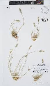 Image result for Enneapogon scoparius