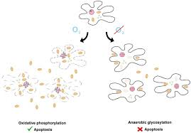 The find the camel alzheimer's test went viral on social media, but is far from being a clinically approved technique for confirming neurological dementia. Ijms Free Full Text An Apoptotic And Endosymbiotic Explanation Of The Warburg And The Inverse Warburg Hypotheses Html