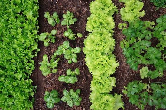 Healthy soil for nutrient-dense food