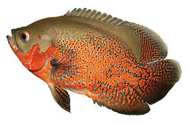 The oscar or (astronotus ocellatus) is a species of fish from the cichlid family known under a variety of common names, including tiger oscar, velvet cichlid, and marble cichlid. Monster Fish Care Sheet