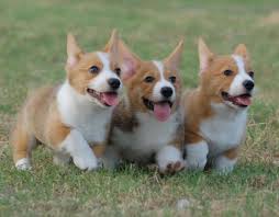 Look at pictures of corgi puppies who need a home. Pembroke Welsh Corgi