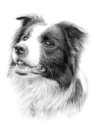 Black And White Collie Dog Drawing Border Baby Dogs Http Baby Dogs 195 Blogspot Com Peintures De Chien Dessin Chien Portraits De Chiens