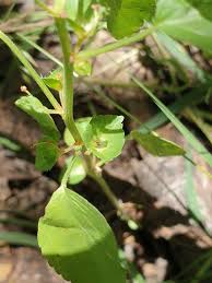 Image result for Acalypha segetalis