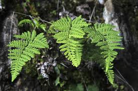 Image result for Cheilanthes botswanae