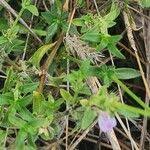 Image result for Justicia heterocarpa