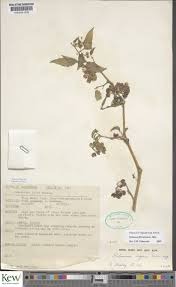 Image result for Solanum tarderemotum