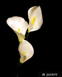Pin By Abby On Art Pics Wall Murals Black Backgrounds Calla Lily