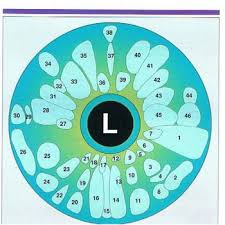 Qwest 4 Health Iridology