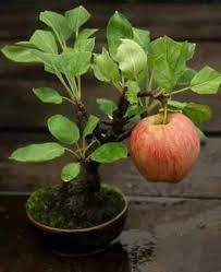 Maybe you would like to learn more about one of these? Bonsai Fruit Bearing Trees And Plants Bonsai Fruit Tree Bonsai Apple Tree Bonsai Tree