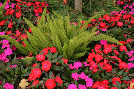 Image result for Asparagus radiatus