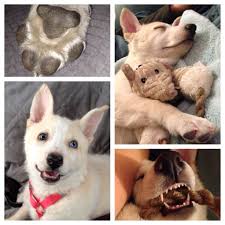 Maybe you would like to learn more about one of these? My Baby Husky Puppy Mila White Husky Cute Puppy White German Shepherd Husky Mi German Shepherd Chihuahua Mix German Shepherd Husky Mix German Shepherd Husky