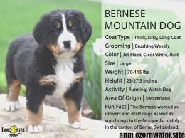 All Black Bernese Mountain Dog Best Totally Free Bernese Mountain Dogs Personality Suggestions Being Fully A Wo Best Tot Bernese Mountain Dog Puppy Bernese Mountain Dog Dog Personality