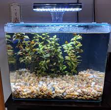 My Beginning Of My New Betta 6 8 Gallon I Hope You Guys Like It Plantedtank