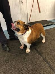 The bulldog is a very easy breed to identify because he has a short stature, stocky build, and a massive head. Who Says Bulldogs Can T Swim Today Crossroads Hydrotherapy Centre Facebook