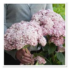 This pruning method is only. Hydrangea Incrediball Blush Smooth Hydrangea Sugar Creek Gardens