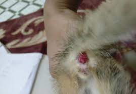 My Kitten Passed Stool And Suddenly There Her Bum Was Red And It Spewed A Lil Blood Im A Little Freaked Out What Can Be The Cause Petcoach