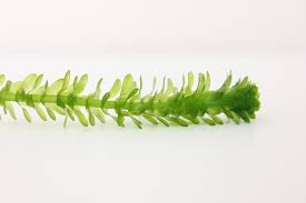 Image result for Elodea