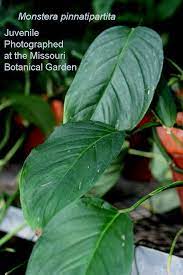 Very pleaseed with my pinnatipartita!! Monstera Pinnatipartita Schott Sold As Philodendron Silver Queen Exotic Rainforest Rare Tropical Plants