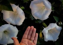 Image result for Datura inoxia