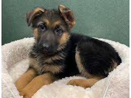 The current median price of german shepherds in texas is $1,385.00. German Shepherd Puppies For Sale In San Antonio Tx