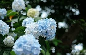 Kết quả hình ảnh cho cẩm tú cầu nhiều màu