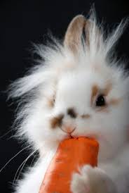 As far as feeding carrots to your baby bunnies is concerned, introduce these veggies in small quantities. Bunny Inspired Skincare For Vegans Cute Animals Cute Baby Animals Animals Beautiful