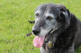 Sundowning In Dogs Yep It S Not Just A Human Problem Elderly Dogs Dog Arthritis Old Dogs